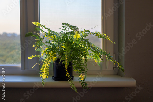 Nephrolepis in black pot stands on the windowsill in sun rays  photo