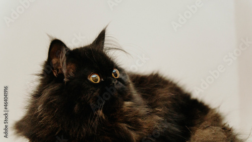 kot pers mały czarny rudy