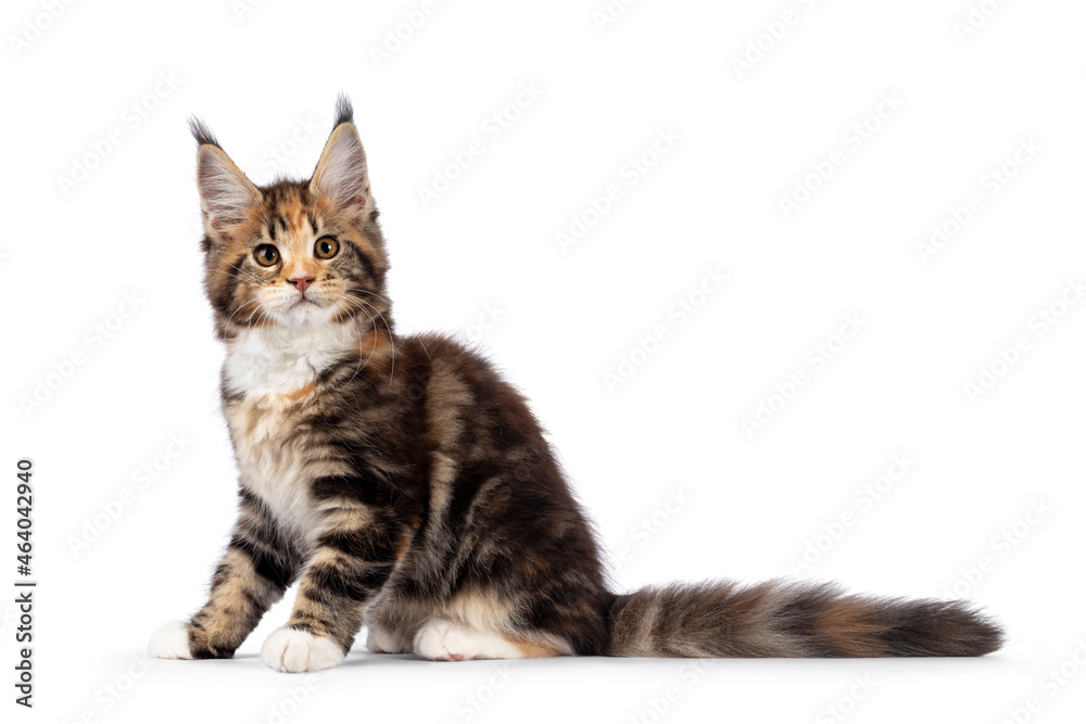 Adorable tortie Maine Coon cat kitten, sitting side ways. Looking towards camera with sweet and friendly eyes. isolated on a white background. Adorable tortie Maine Coon cat kitten, sitting side ways. Looking towards camera with sweet and friendly eyes. isolated on a white background.