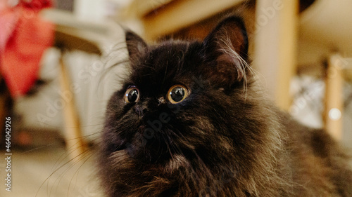 kot pers mały czarny