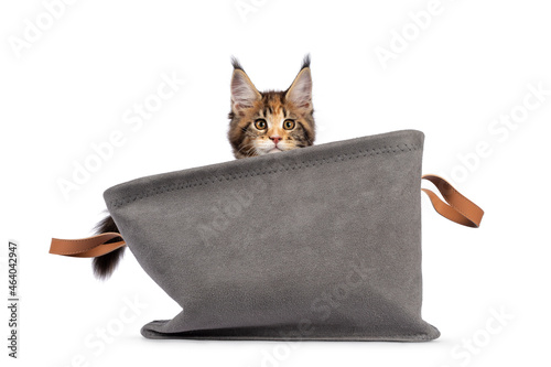 Adorable tortie Maine Coon cat kitten, sitting in gray basket. Looking over dge towards camera with sweet and friendly eyes. isolated on a white background. photo