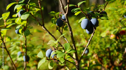 Blueberry bush in Karelia