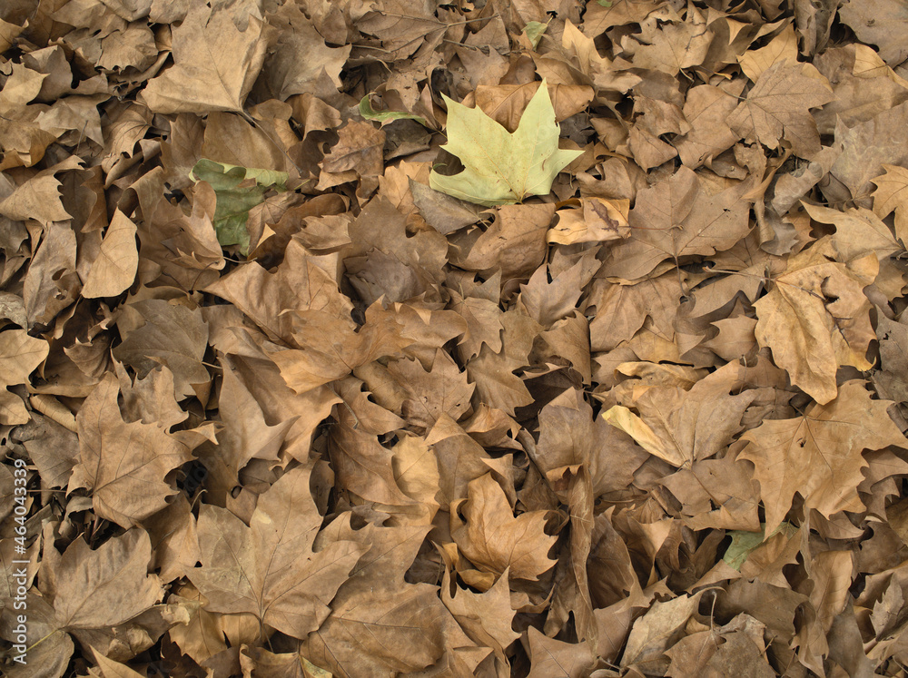 Autumn leaves. Monochromatic tones are diluted with green. Texture, background. Autumn leaves. Monochromatic tones are diluted with green. Texture, background.