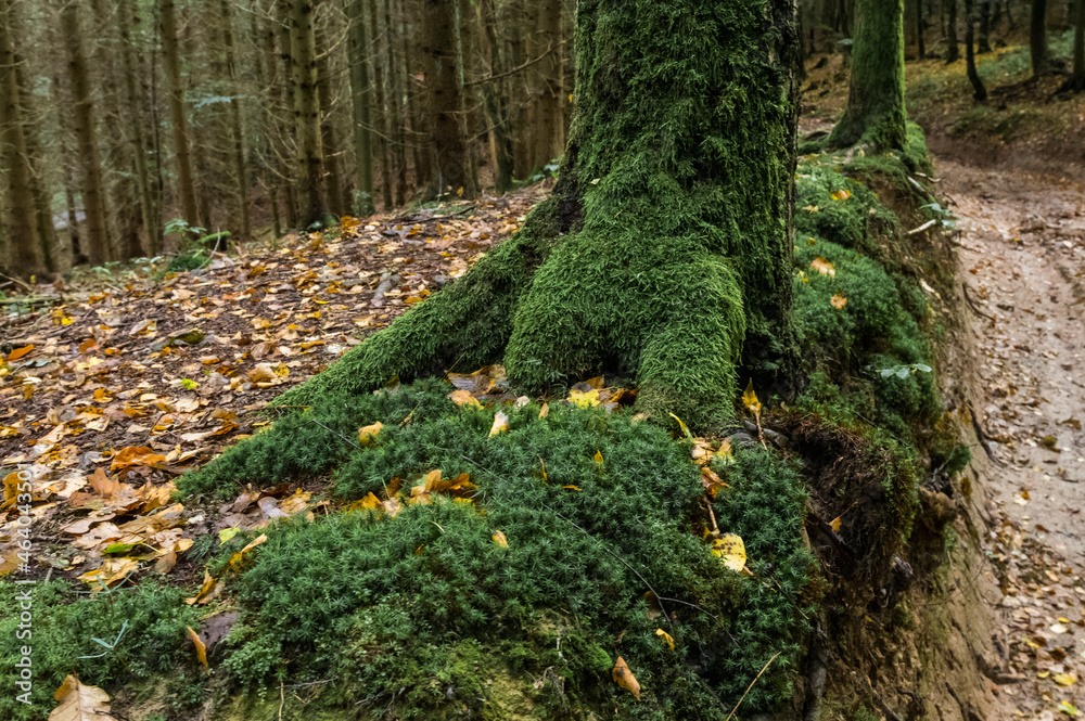 Autumn tree covered by moss surrounded by fallen leaves Autumn tree covered by moss surrounded by fallen leaves