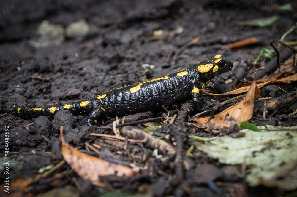 Fototapeta premium Detail of Fire salamander in free nature