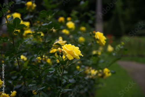 Detail of yellow rose flowers in garden on dark background