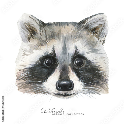 Watercolor baby raccoon. Animal cub illustration.
