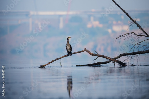 Morning landscape with river and great black cormorant bird