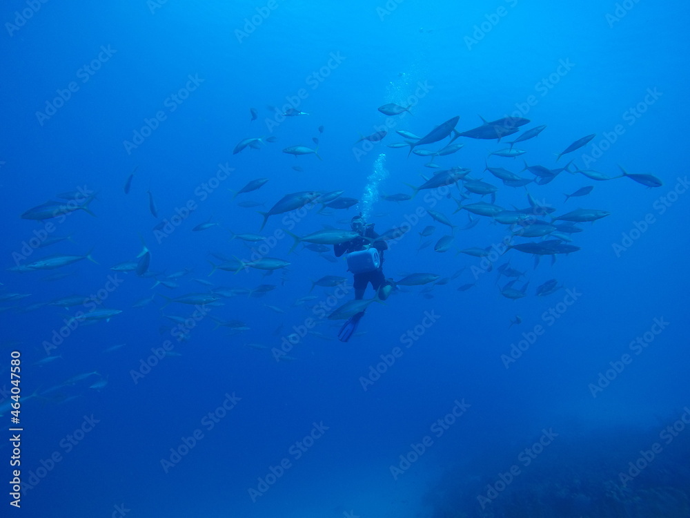 school of fish school of fish