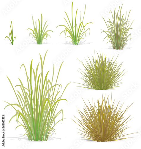 Fotografie, Obraz various tufts of grass elements
