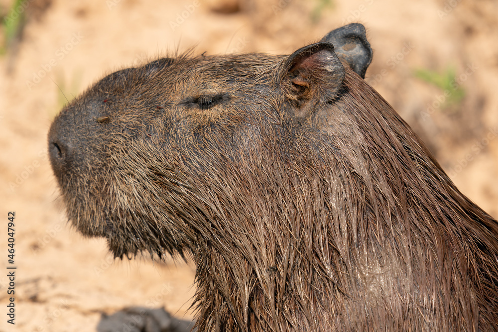 The capybara (Hydrochoerus hydrochaeris) The capybara (Hydrochoerus hydrochaeris)