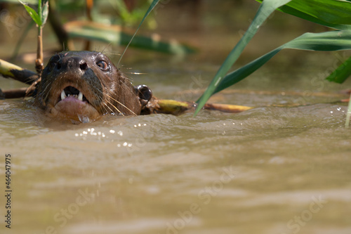 The giant otter or giant river otter (Pteronura brasiliensis) photo