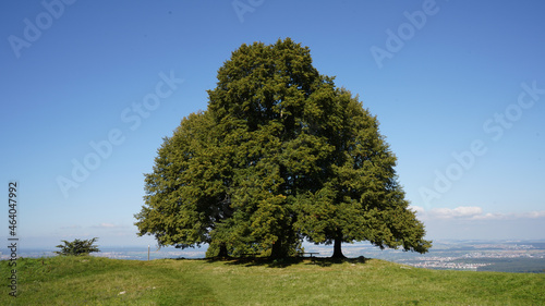 Beautiful view of the green tree on the grassy mountain against the blue sky photo