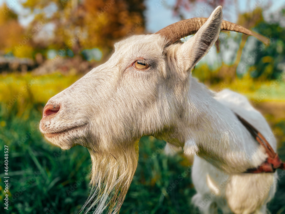 Portrait of White little goat in the village autumn time