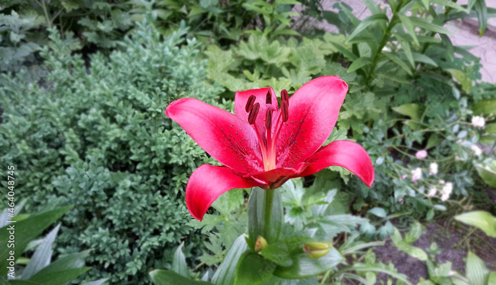 Red lily flower