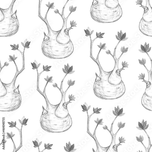Seamless pattern from plants adenium obesum, caudex, branch with leaves. Pencil illustration in grayscale. photo