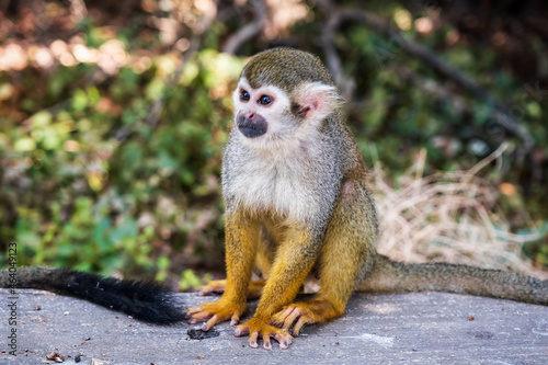 Squirrel monkey, the only genus in the subfamily Saimirinae