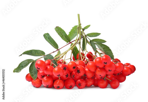 Bunch of ripe rowan berries with green leaves on white background