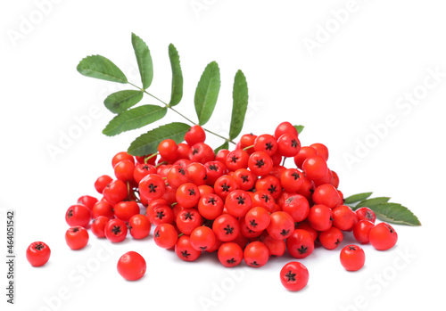 Bunch of ripe rowan berries with green leaves on white background