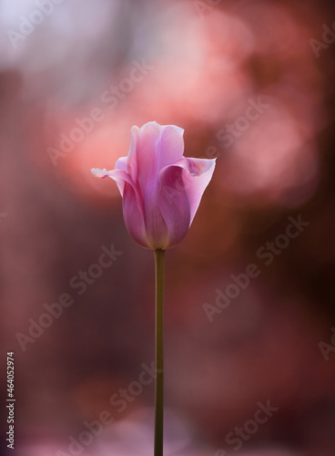 Close up of single pink tulip flower. Bokeh background.