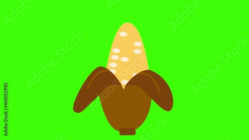 2D animated illustration of corn on a green screen