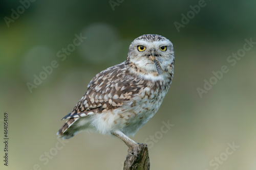 Cute Burrowing owl (Athene cunicularia) with a prey (Grasshopper) sitting on a branch. Blurry green background. 