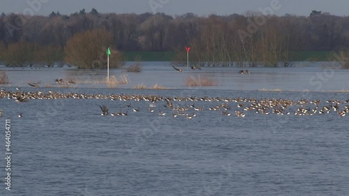 Flock of migrating Greylag Geese perched on the rising water of the river IJssel.