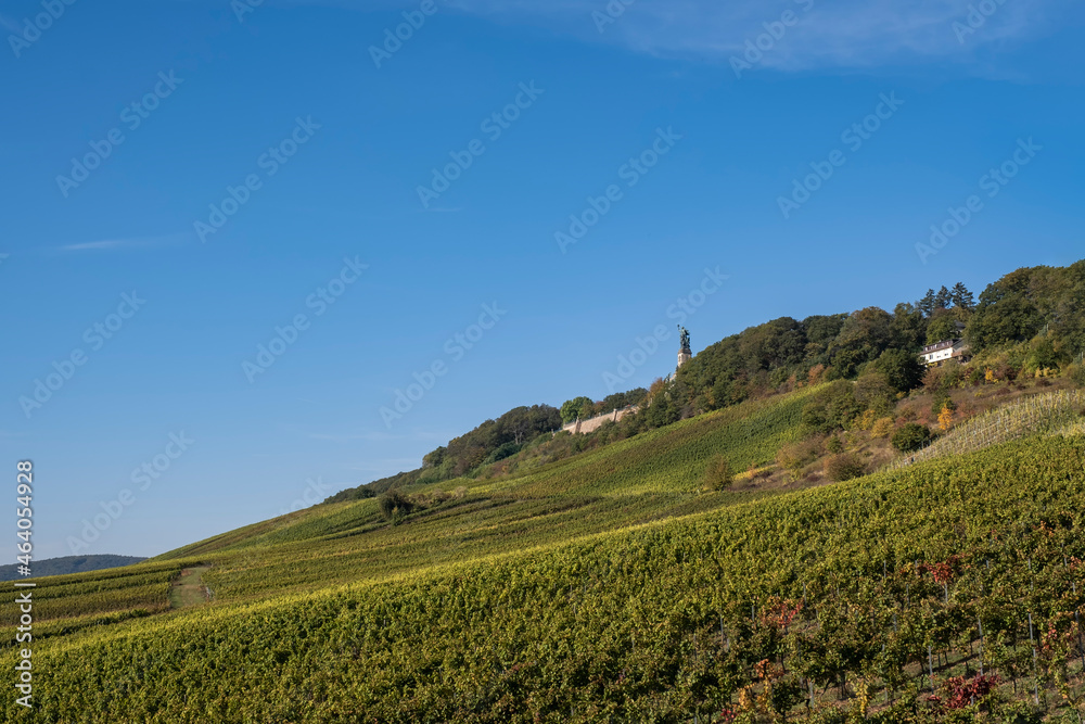 View into the vineyards of Rüdesheim am Rhein / Germany in autumn with the Germania in the background