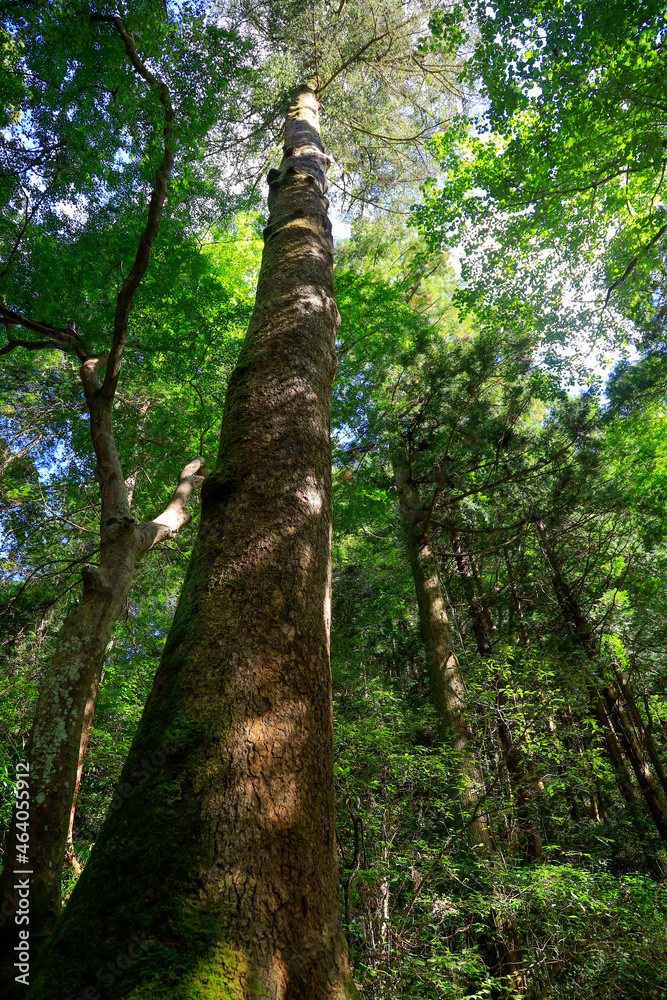 Fototapeta premium tree in the forest