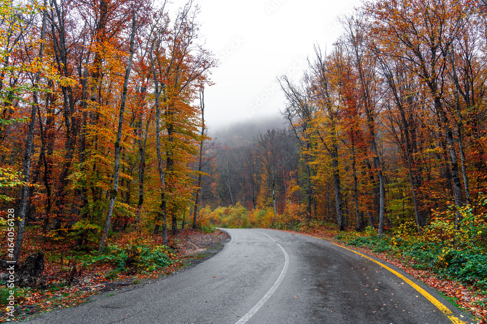 Fototapeta premium Asphalt road passing through colorful autumn forest