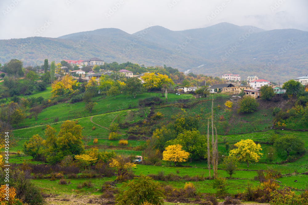 Yellow trees on a green meadow in the village