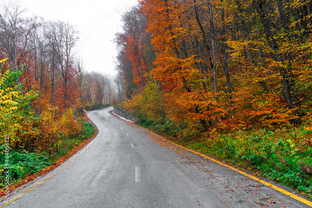 Asphalt road passing through colorful autumn forest