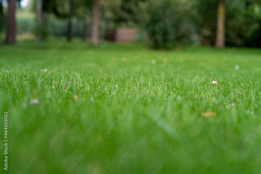 piękna zielona trawa, skoszony trawnik o poranku. - obrazy, fototapety, plakaty 