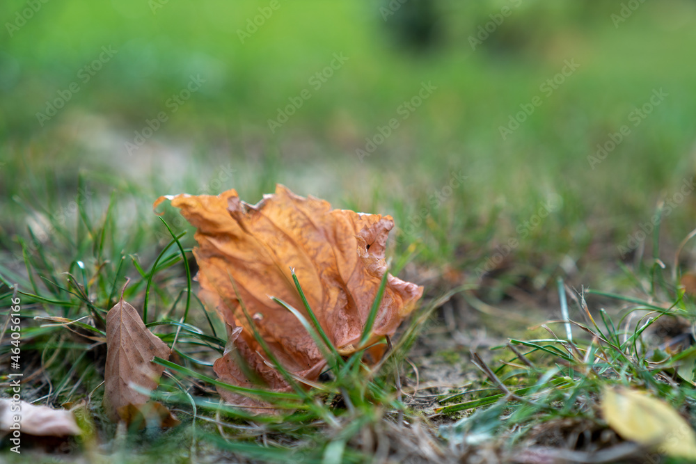 jesienny pomarszczony brązowy liść leżący na trawniku - obrazy, fototapety, plakaty 