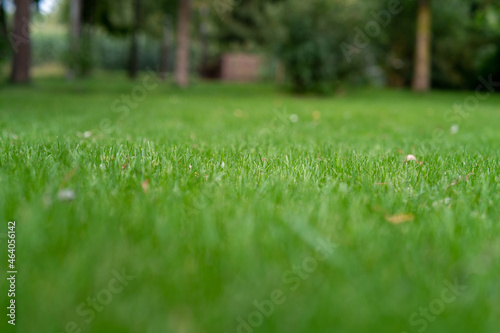 piękna zielona trawa, skoszony trawnik o poranku.