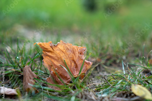 jesienny pomarszczony brązowy liść leżący na trawniku