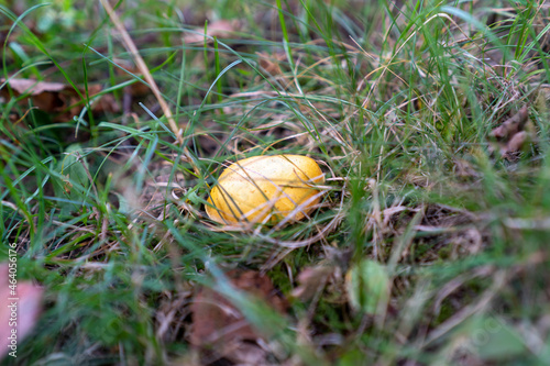 grzyb maślak rosnący w trawie jesienią