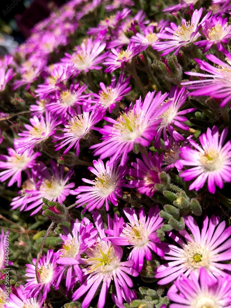 flowers flowers