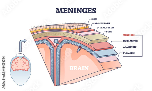 Meninges as central brain part structure or under skin layers outline diagram. Labeled educational and anatomical parts location scheme with healthy medical skull elements example vector illustration. photo