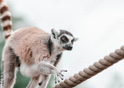 Ring Lemur walking on a rope © sharon