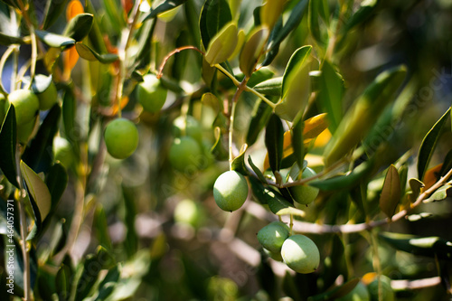 Olive tree in Dalmatia