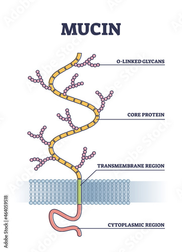 Mucin structure as chemical glycosylated proteins closeup outline diagram. Labeled educational part location scheme with linked glycans, transmembrane region and cytoplasmic region vector illustration photo