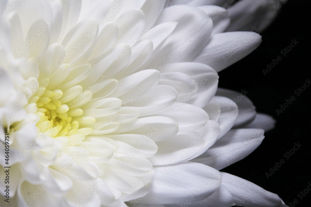 Close up beautiful flower and petals for background Close up beautiful flower and petals for background