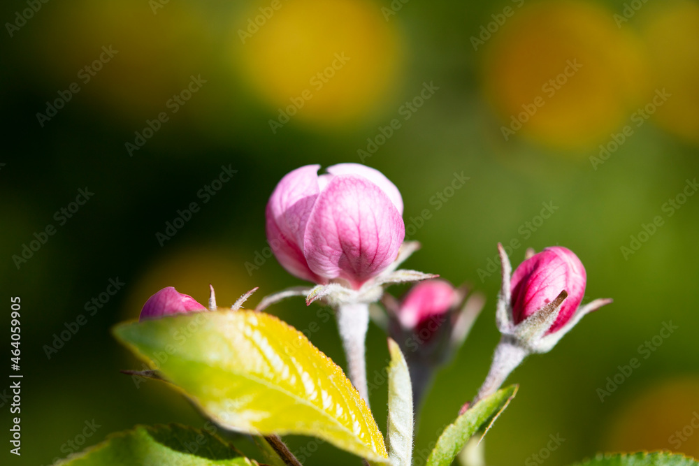 Female well-groomed hand with spring flower Female well-groomed hand with spring flower