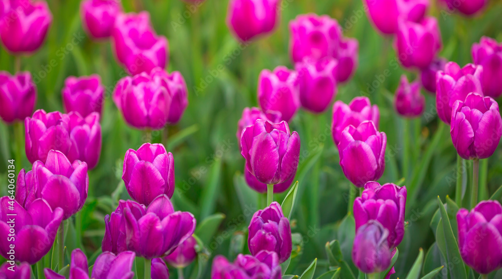 Fototapeta premium Blooming Tulips. Spring floral background. Field of bright beautiful tulips close-up. Pink and purple tulips at a flower festival in Holland. long banner