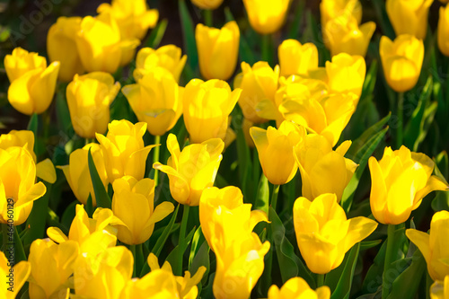 Blooming Tulips. Spring floral background. Field of bright beautiful tulips close-up. Yellow tulips at a flower festival in Holland. long banner