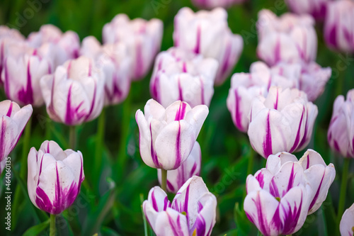 Blooming Tulips. Spring floral background. Field of bright beautiful tulips close-up. Pink and purple tulips at a flower festival in Holland. long banner