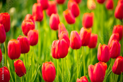 Blooming tulips in Holland. Field of red tulips close-up as a concept of the holiday and spring. Pink and red tulips at the Holland Flower Festival.