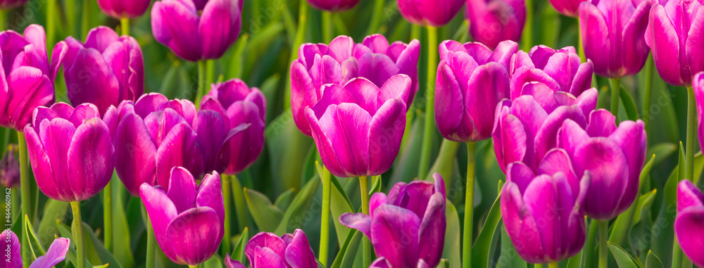 Blooming Tulips. Spring floral background. Field of bright beautiful tulips close-up. Pink and purple tulips at a flower festival in Holland. long banner Blooming Tulips. Spring floral background. Field of bright beautiful tulips close-up. Pink and purple tulips at a flower festival in Holland. long banner