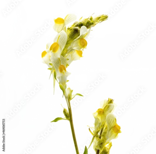 Vertical photo, Linaria vulgaris, the common toadflax, yellow toadflax or butter and eggs, is a species of toadflax, native to Europe, white background photo